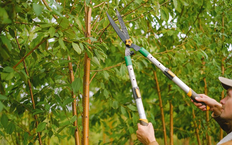 Tree trimming in Enoree, SC